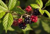 Lessons from the Blackberry Patch