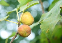 Fig Trees and Sales Professionals:  What Do They Have In Common?